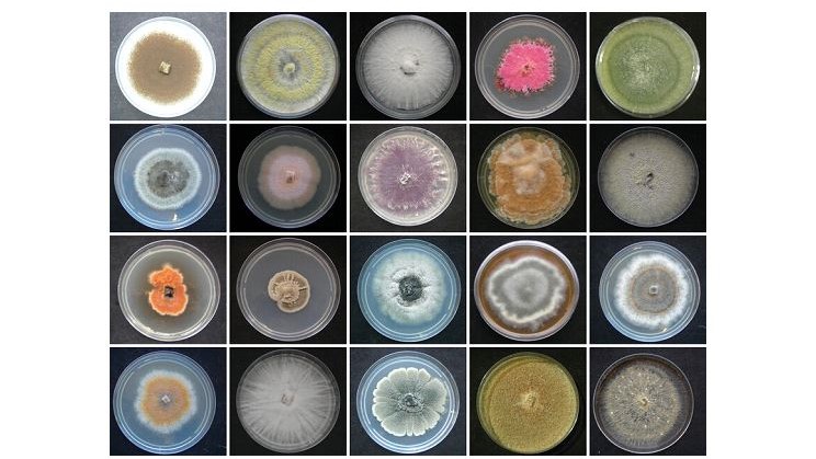 Bea mo 1 (2)|BEA mo 2